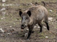 Wildschweine 31