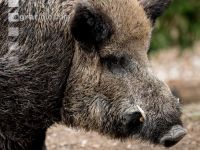 Wildschweine 29
