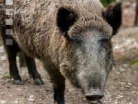Wildschweine 28