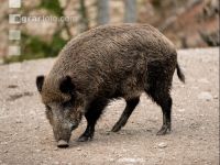 Wildschweine 26