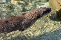 Fischotter 6