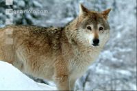 Wolf 5