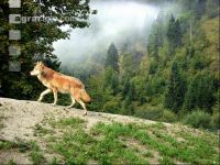 Wolf 1