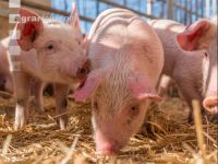 Biologische Schweinehaltung 55