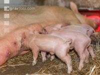 Biologische Schweinehaltung 37