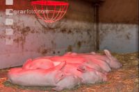 Biologische Schweinehaltung 35
