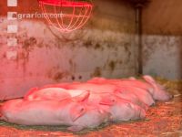 Biologische Schweinehaltung 34