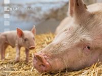 Biologische Schweinehaltung 1
