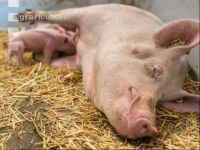 Biologische Schweinehaltung 33