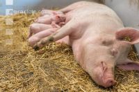 Biologische Schweinehaltung 32