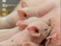 Biologische Schweinehaltung 31
