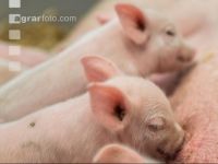 Biologische Schweinehaltung 30