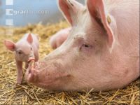 Biologische Schweinehaltung 29