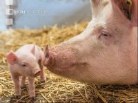 Biologische Schweinehaltung 28