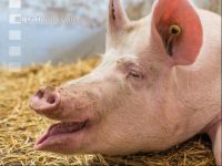 Biologische Schweinehaltung 27