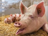 Biologische Schweinehaltung 26