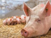 Biologische Schweinehaltung 25