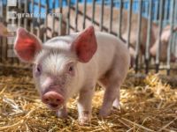 Biologische Schweinehaltung 24