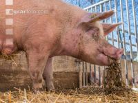 Biologische Schweinehaltung 23