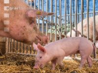 Biologische Schweinehaltung 22