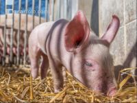 Biologische Schweinehaltung 21