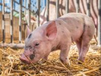 Biologische Schweinehaltung 20