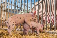 Biologische Schweinehaltung 19