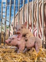 Biologische Schweinehaltung 18