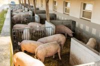 Biologische Schweinehaltung 17