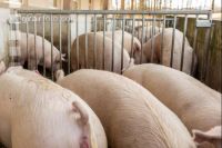 Biologische Schweinehaltung 16