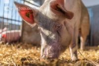 Biologische Schweinehaltung 13