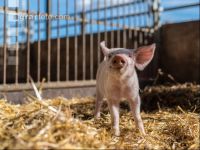 Biologische Schweinehaltung 12