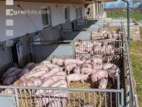 Biologische Schweinehaltung 11