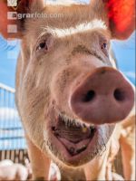 Biologische Schweinehaltung 10