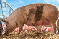 Biologische Schweinehaltung 9