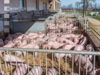 Biologische Schweinehaltung 8