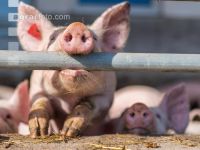 Biologische Schweinehaltung 7