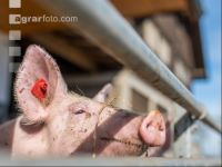 Biologische Schweinehaltung 6