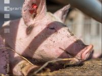 Biologische Schweinehaltung 5