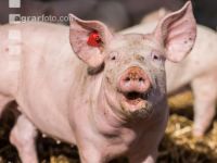 Biologische Schweinehaltung 4