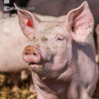 Biologische Schweinehaltung 3