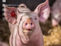 Biologische Schweinehaltung 2