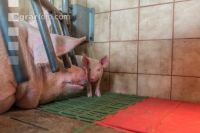 Ferkel 2 Wochen alt 53