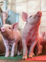 Ferkel 2 Wochen alt 52