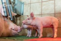 Ferkel 2 Wochen alt 51