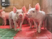 Ferkel 2 Wochen alt 49