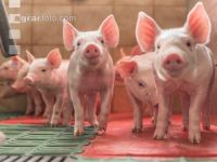 Ferkel 2 Wochen alt 48