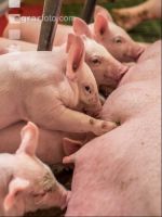 Ferkel 2 Wochen alt 47