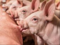 Ferkel 2 Wochen alt 44