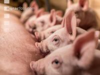 Ferkel 2 Wochen alt 43